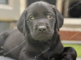 Pedigree Labrador retriever working lines.