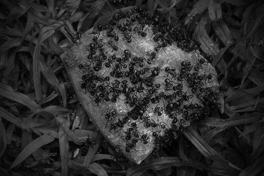 Have black ants in your house? (Don't worry, do THIS...)