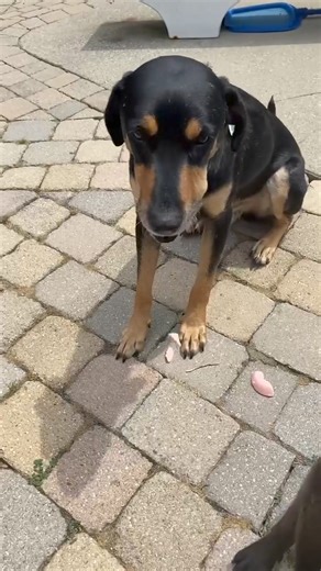 31 reactions | Pupsicles for Oni and pals | DIBS Rescue | Facebook