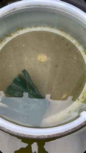 Blue Miyuki Ricefish update!! #ricefish #medaka #miyuki #dakuaquatics #fishkeeping #aquarium #aquariumhobby #fish #aquascape #freshwateraquarium #aquariumfish #plantedtank #aquariums #tropicalfish #fishkeeper #aquascaping #aquariumlife #plantedaquarium #nanofish #aquariumsofinstagram #freshwaterfish #freshwatertank #aquascaper #natureaquarium #freshwater #fishofinstagram #nature #nanotank #fishroom | Daku Aquatics