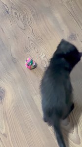 1.4K views | Purr Partners Feline Rescue on Reels | Facebook