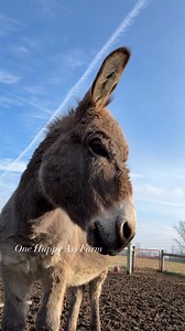 133K views · 11K reactions | Always getting Barney time when I can #reels #fbreels #onehappyassfarm #farmlife #donkey | One Happy Ass Farm | Facebook