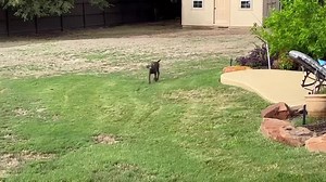 Skipper is getting bigger and stronger everyday. Though special needs, she doesn’t let it slow her down. Who will be the lucky family to adopt this sweet girl? | Weimaraner Rescue of Texas