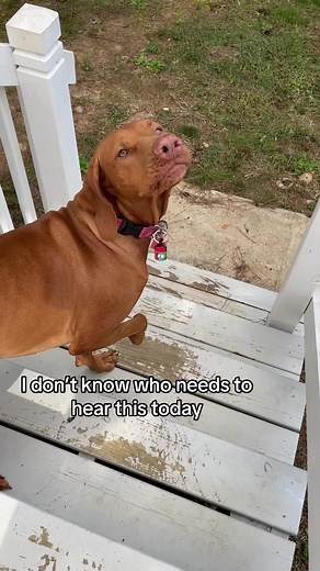 Maple has a motivational message for you! #vizsla #doghumor #dogsoftok #idontknowwhoneedstohearthis