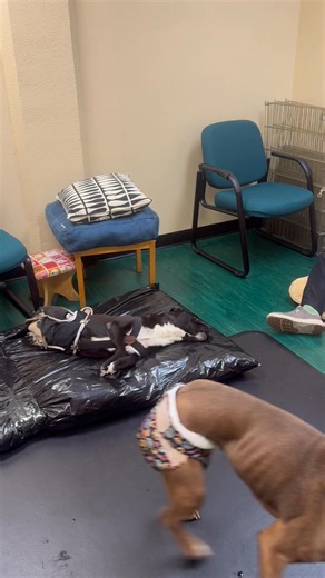 ✨ Designer Plastic Bag Beds ✨ All these years of fancy dog beds and what he needed was one covered in a black plastic bag to make him the happiest boy ever. ♥️ Turn Love Into Action ➡️ Text BORK to 53-555 to donate. #blackdog #happydog #dog #dogsofinstagram #instadog #PT #PhysicalTherapy #dogs #sillyanimals #bestlife | Angels With Misplaced Wings