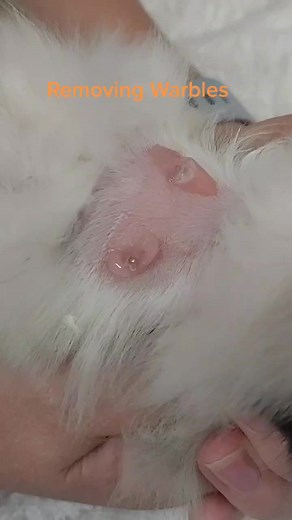 Warble removal from a kitten #vetmed #vetsoftiktok