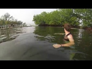 DOLPHIN ATTACK IN MIAMI