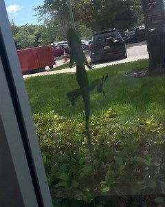 🐊 My office buddy is back 🐊 | Eric Bolling