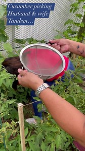 Cucumber picking husband and wife tandem#gardening is fun#my own produce | Lani Gabucayan Gardose Cornelio