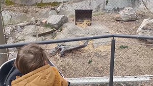 1.7K views · 18 reactions | Sleepy Boncat at Bear Mountain State Park zoo on the Appalachian Trail | Metrotrails | Facebook