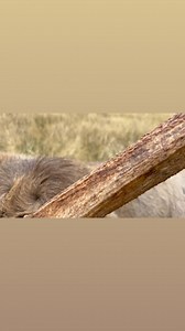 23K views · 355 reactions | What dreams are made of. #realkiwihunting #freerange #borntohunt #alpinehunting #foothunt #huntingnz #biggamehunting #guidelife #outdoors #huntingworldwide #backcountry #hunter #mountainhunting #nzphga #newzealand #southisland #redstag #bulltahr #chamois #fallowbuck #elk #bowhunting #riflehunting #huntnewzealand #wildgame #wildplaces | Real Kiwi Hunting Outfitters | Facebook