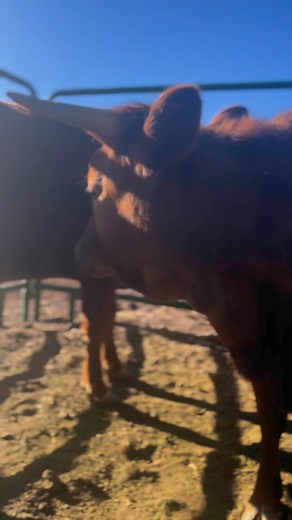 #davethedonkey #dextercows #dairycows | Dave the Donkey