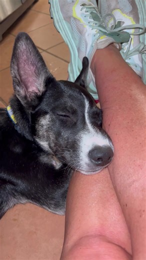 30 reactions | #TW911 adoptable 헠헜헟헔 勺 loves her people. She is a snuggly pup and gives the BEST kisses. She loves other dogs and will quietly lie at your side (or fall asleep on you)!  She’s doing well on her potty schedule and has started giving signals when she needs to go out. (& learned the word ‘crate’ in a day!) https://www.tailwaggers911.com/adoptapet.htm | Tailwaggers 911 Dog Rescue | Facebook