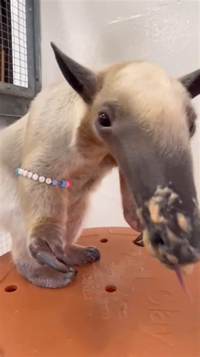 13K views · 381 reactions | Attention Taylor Nation ✨ Enjoy 13% OFF...