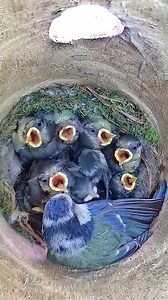 714K views · 8.2K reactions | Blue Tit Parents Proudly Raise 11 Chicks | Baby Bird Bites | Facebook