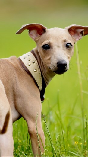 1.2K views | RetouchMe App - photo editor for your pets  #retouch #retouchme #retouchme_app | RetouchMe App | Facebook