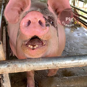 Wow Very Big Mother Pig, Biggest Pig Breed #pigs #farm #pigvideo #howtopigfarm #brand #breed #best #pigfarmforbeginner #technologypigfarming | Pig Videos