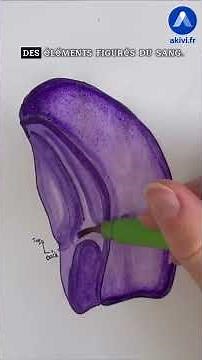 Anatomy of the spleen