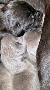 DAY 4... Peaceful puppies with bellies full. Yesterday morning was the start of hand feeding to supplement moms milk. 10 big puppies are a lot to feed without help. We lost the tiny tiny blue boy yesterday. He and the black girl were so tiny...too tiny. Run free with your sister wee boy. Another Angel puppy got his wings. Zeplin x Rhapsody babies. Doing well. | Genesis Guardian Angel Great Danes USA