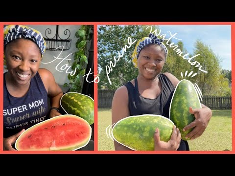 How To Prune Watermelon Plants for Large Healthy Fruit