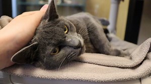 2.6K views · 106 reactions | We still have several cat adoption appointments available for this weekend! Both kittens and our seasoned adults! Take a little peek at some of the cuties you could take home this weekend!  You can sign up for an adoptions appointment on the front page of our website, aawl.org! | Arizona Animal Welfare League | Facebook