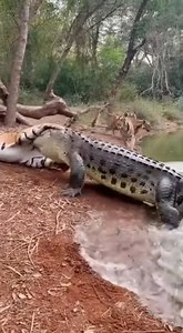 339K views · 428 reactions | Tiger Knocked Off Balance by Sudden...