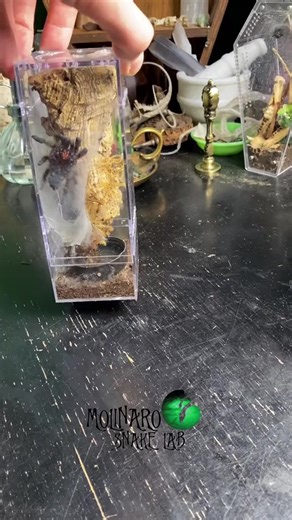 80K views · 831 reactions | Transferring my tarantulas to a new enclosure! #reels #tarantulas #spiders #enclosure #insects #biology | The Molinaro Snake Lab | Facebook