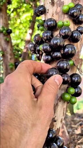 Jaboticaba Harvest and Juicing 💜🍇🇧🇷 #brazil #grape #jaboticaba
