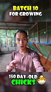 150 Day-old-chicks for Growing - This is my BATCH 10! | The Off Duty Accountant