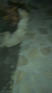 Injured mother work hard to save her 5 puppies #reelsviralシ #reelsfypシ #reelschallenge #homelesspuppy #dogs #poordogs #helpingothers #rescuedog #help #puppy | Homeless Puppy