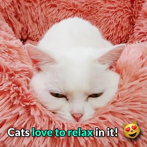 🌟 Rated 900 5-Stars by Fellow Cat Owners! the Original Calming Cat Bed Available Only at: ➡ amazinglycat.com/MarshmallowBed | Amazingly Cat