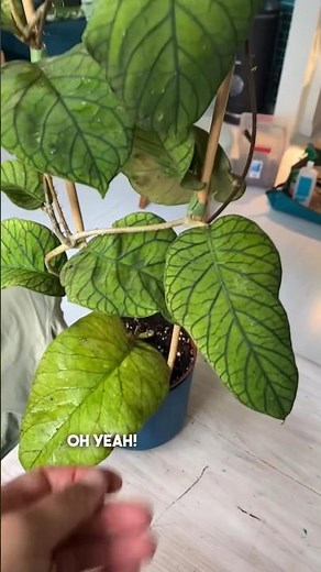 Hoya meredithii finally has space to grow and make more stunning leaves 😍#hoya #plants