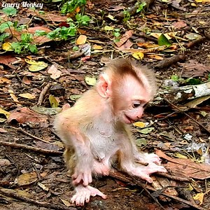 3.8K views · 175 reactions | Baby monkey Leo screaming to calling Mother back him. #babymonkey #monkey #monkeys #MonkeyLife #monkeylove | Emery Monkey | Facebook