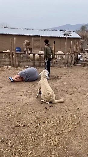 Wolf Attacks Sheep… But Didnt Expect THIS | Petlife