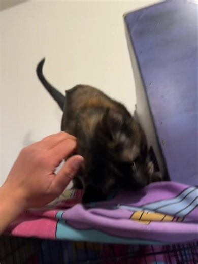 18 reactions | Rocket  | Peters Creek Pet Boarding | Facebook