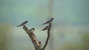 Barn Swallow Hirundo Rustica Most Widespread 库存影片视频（100% 免版税）1104002709 | Shutterstock