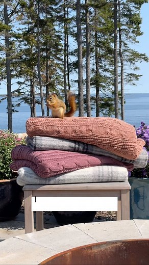 3.5K views · 47 reactions | Comfy-cozy bedding layers for all (even the smallest of furry friends). ️ | The Company Store | Facebook