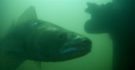 Please Ring the Fish Doorbell So Dutch Catfish Can Have Sex