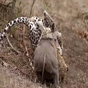 Interdependent between animals for survival | FH Studios