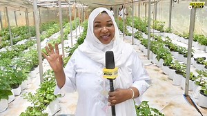 🛑 𝐀𝐠𝐫𝐢𝐜𝐮𝐥𝐭𝐮𝐫𝐞 𝐡𝐨𝐫𝐬 𝐬𝐨𝐥 : 𝐪𝐮𝐚𝐭𝐫𝐞 𝐟𝐨𝐢𝐬 𝐩𝐥𝐮𝐬 𝐫𝐞𝐧𝐭𝐚𝐛𝐥𝐞 𝐪𝐮𝐞 𝐥’𝐚𝐠𝐫𝐢𝐜𝐮𝐥𝐭𝐮𝐫𝐞 𝐜𝐨𝐧𝐯𝐞𝐧𝐭𝐢𝐨𝐧𝐧𝐞𝐥𝐥𝐞 Adjaratou Sanogo, une femme déterminée, a choisi de suivre sa passion pour l'agriculture en se tournant vers la culture hors sol, une pratique qui prend de l'ampleur au Burkina Faso. De restauratrice, elle devient une pionnière dans ce domaine. 👇👇👇 | Live News Africa