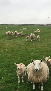 1K views · 11 reactions | SOLD**29 3crop Cheviot ewes with 51 beltex lambs at foot. For sale privately. Contact 01900 822016 | Mitchells Livestock Auction | Facebook