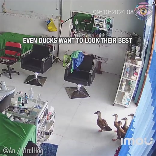 105K views · 229 reactions | Ducks waddle into beauty salon | Bright Side | Facebook