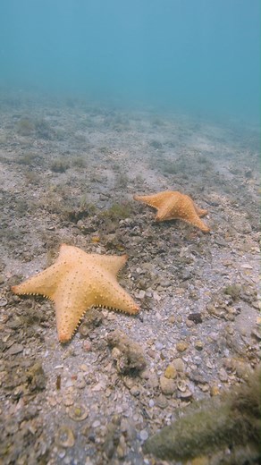 Sea stars are not fish, rather they are echinoderms related to sand dollars and sea urchins…though they act more like  SUPERstars-- they can regenerate arms. #echinoderms #starfish #seastar | CHANGING SEAS | Facebook
