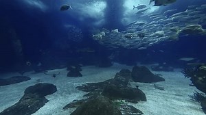 Requins et poissons de toutes sortes : vidéo de stock (100 % libre de droit) 3844116229 | Shutterstock