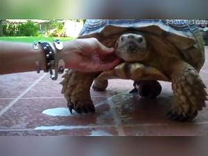 Turtle fucks girl
