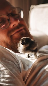 Gdyby ktoś rok temu powiedział nam, że za rok wyklujemy sobie własne, puchate kurczaczki, to raczej byśmy w to nie uwierzyli. A jednak – podążając w życiu za głosem serca – 19 czerwca 2025 roku zostaliśmy rodzicami Śnieżki i Mulan. Jak do tego doszło? Już opowiadam. #kuryjedwabiste #wiejskiezycie #farmlife #wykluwanie #kurczaki #silki | Busem Przez Świat - Bus Around The World