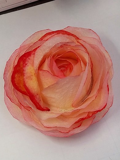 Fleur en papier essuie-tout facile : tuto DIY pour enfants