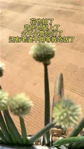 Embrace Your Mood: A Virtual Flower Show That Heals All Wounds