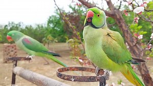 Ringneck Parrot Feeding and Kissing Alexandrine Parrot | Parrot Paradise