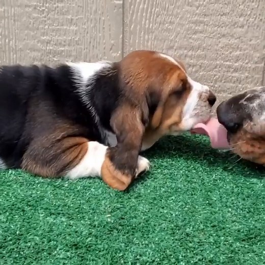 5 weeks old updated he such as a fat boy #bassethoundcommunity #dog #bassethoundlife #bassethound #bassethoundlove #bassethoundmoments #virals #bassethoundpuppy #bassethounds #bassethoundsofinstagram | Basset Hound Lover